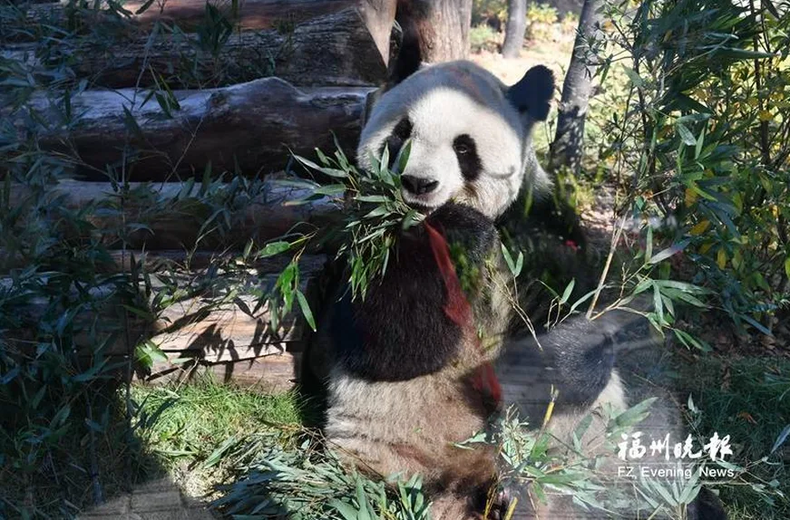 跟随“国宝”“炫”美味，福建这些笋等你来尝！