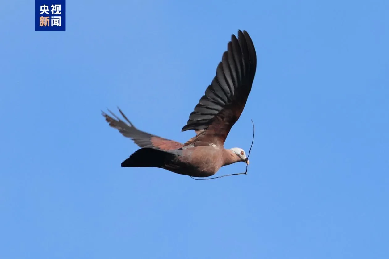 罕见！珍稀鸟类紫林鸽现身海南番加省级自然保护区