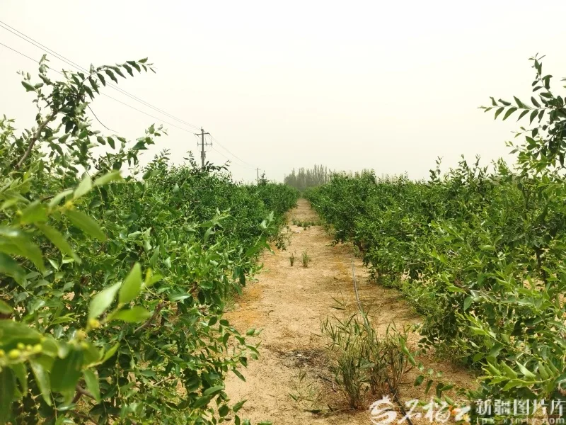 新疆经济看点丨浩瀚沙海长出生态产业链