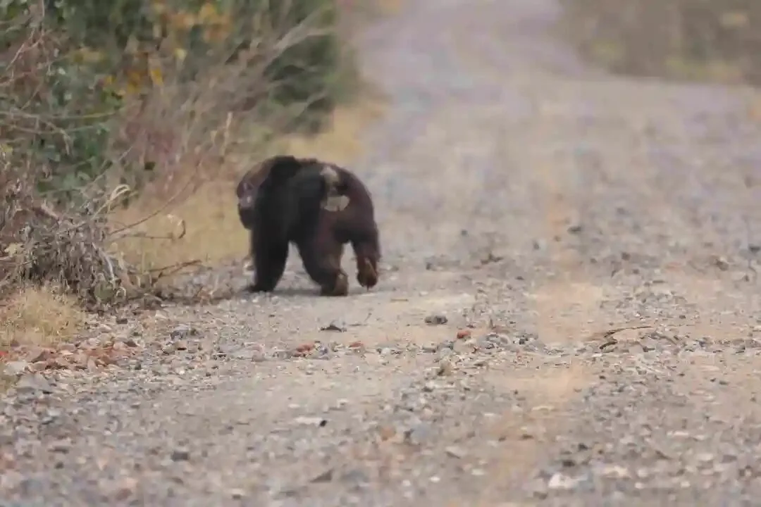 首次记录！鄱阳湖保护区再添珍稀物种