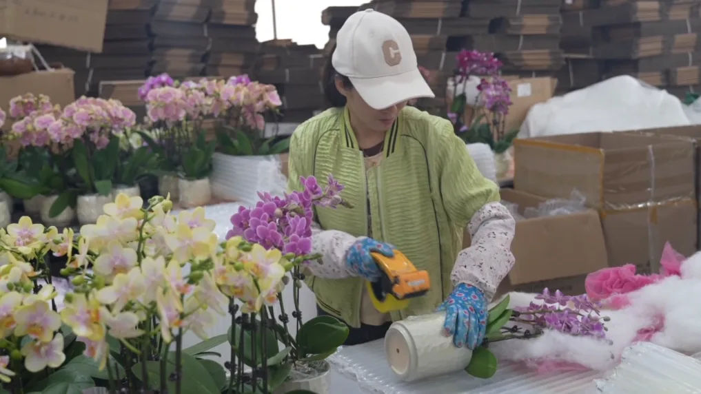 小城大市丨花开“富贵”：一座西部县城的鲜花经济跃迁之路
