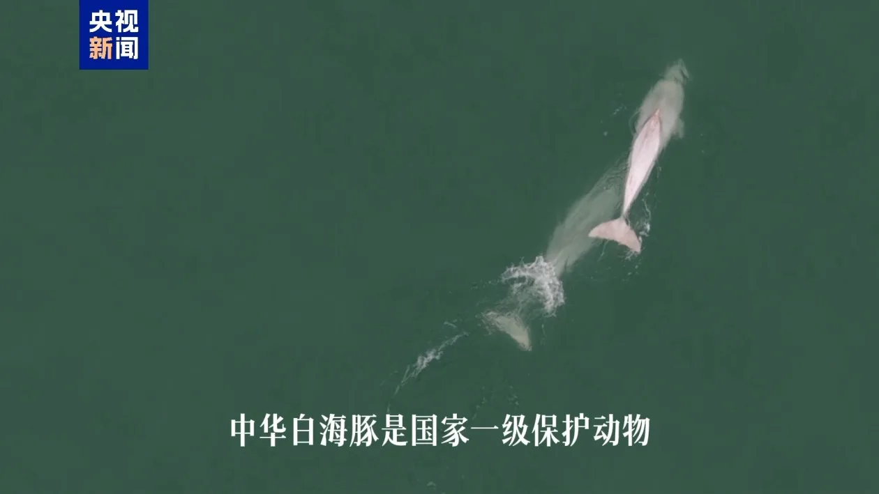 十余头中华白海豚现身广西三娘湾 嬉戏游弋宛若“海洋精灵”