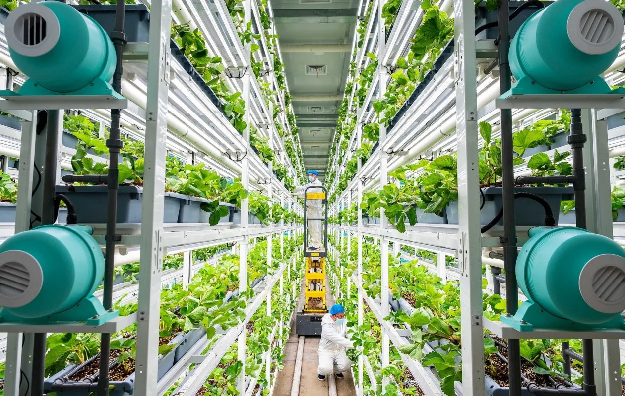 晶采观察丨“十五五”开局！新质生产力赋能 中国农业现代化“智慧大升级”