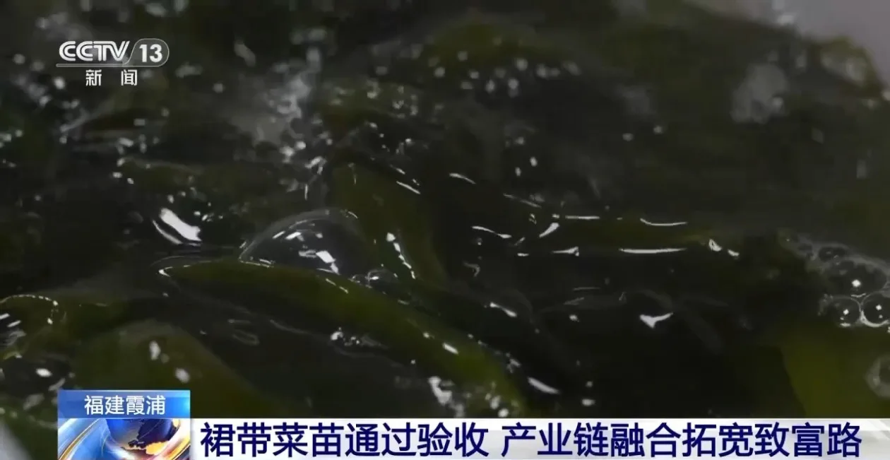 我国首批南方培育养殖裙带菜苗投产