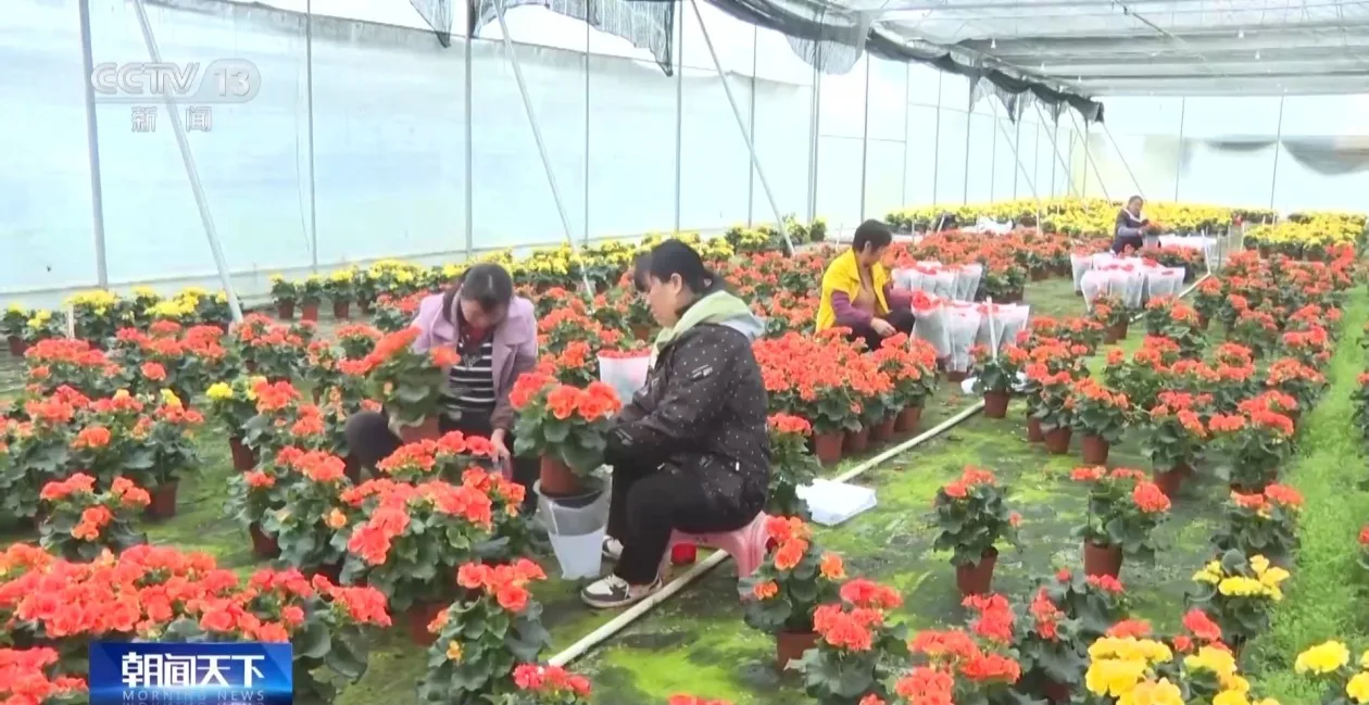 春节临近各地年宵花热销 你最喜欢哪一款？