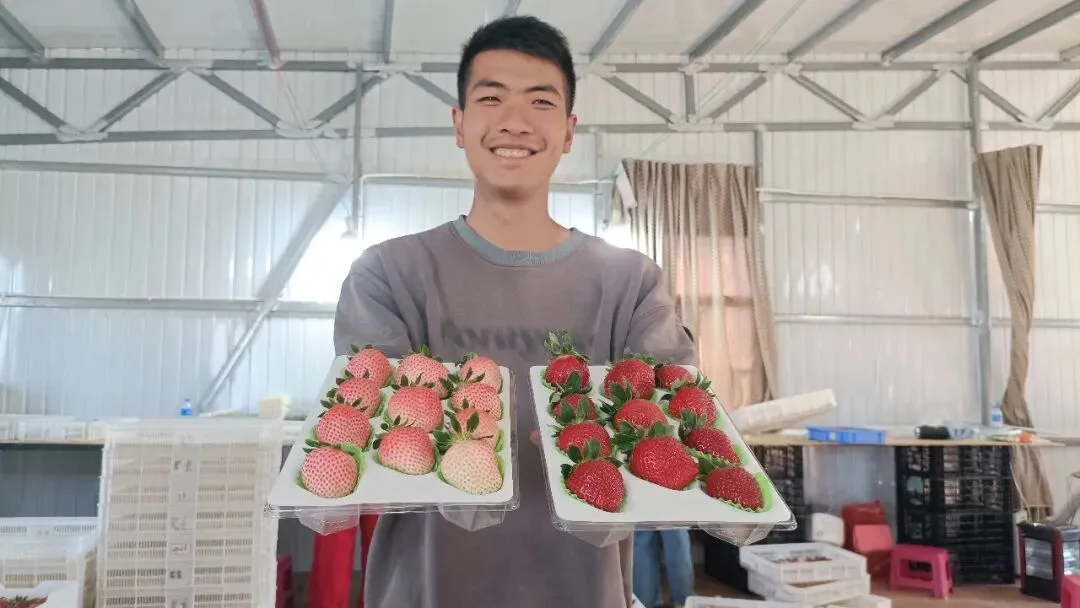 全网热搜的黑草莓600元一公斤？云南出手了