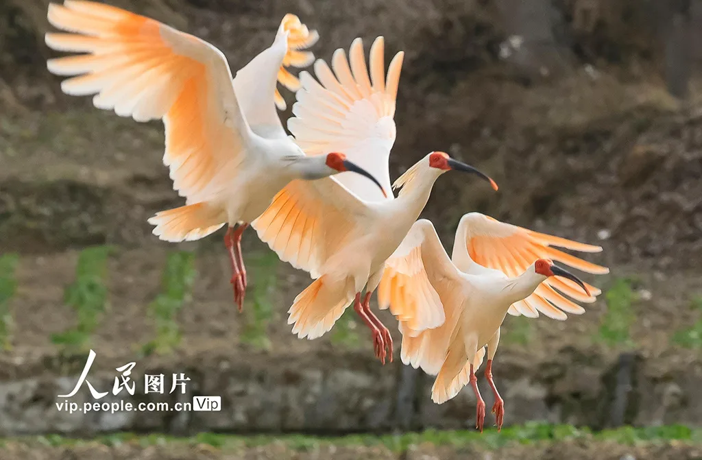 甘肃康县：首次发现朱鹮