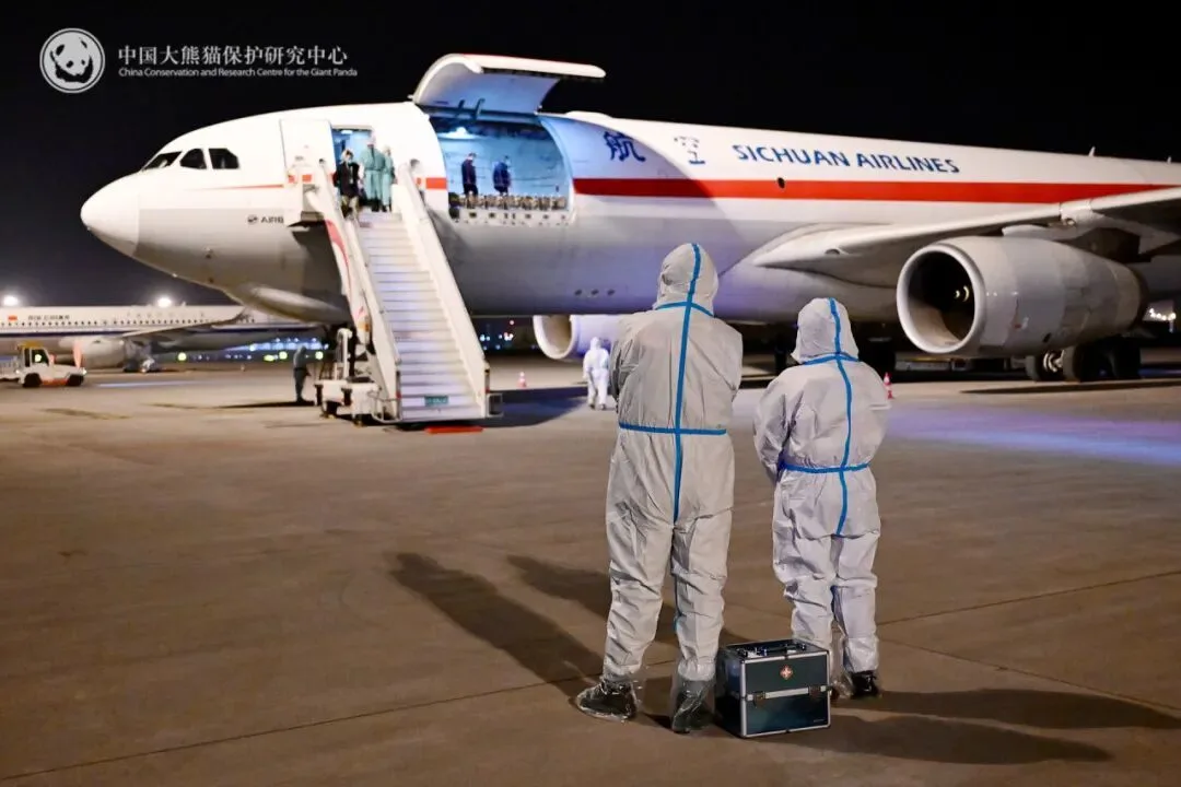 我国旅日大熊猫“晓晓”“蕾蕾”顺利回国