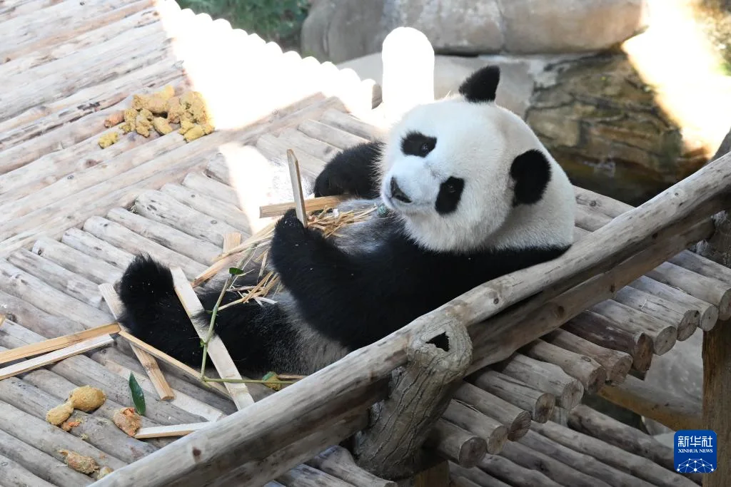 旅马大熊猫“辰星”“晓月”正式亮相