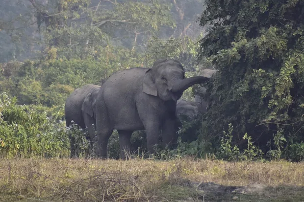 外媒：印度一头大象疑与象群走散后极具攻击性，袭击已致22人死亡，当局正在追捕